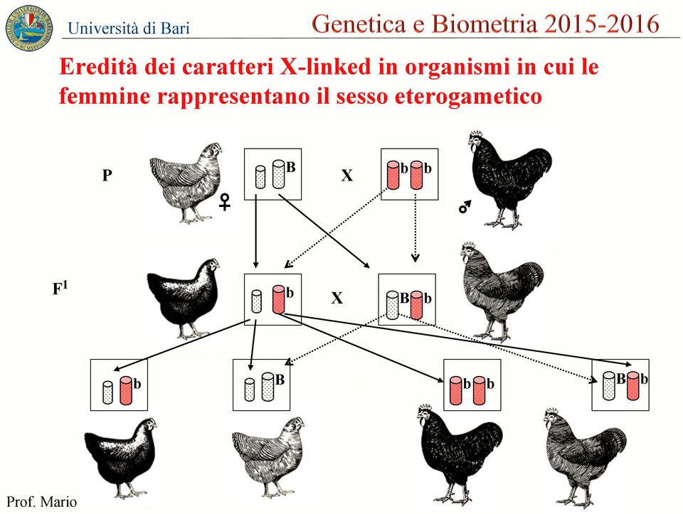 rappresentano il sesso