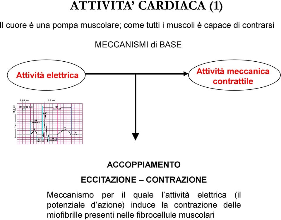 ACCOPPIAMENTO ECCITAZIONE CONTRAZIONE Meccanismo per il quale l attività elettrica (il