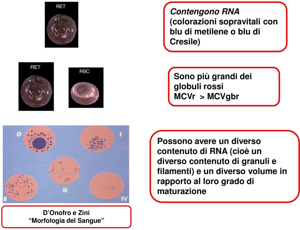 contenuto di RNA (cioè un diverso contenuto di granuli e filamenti) e un