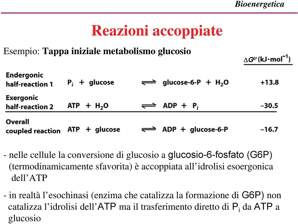 accoppiata all idrolisi esoergonica dell ATP - in realtà l esochinasi (enzima che catalizza