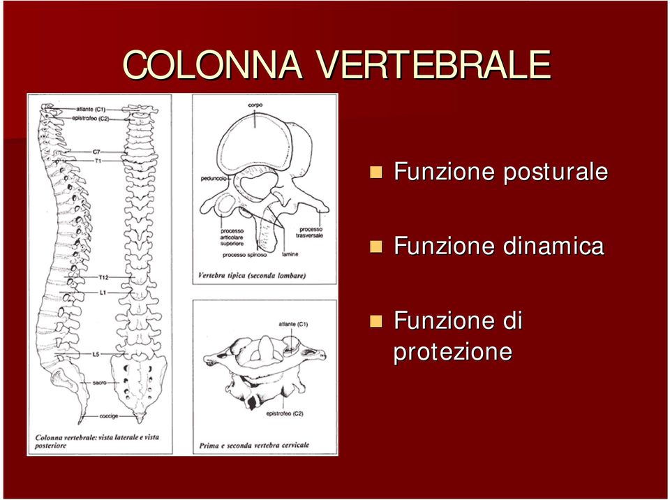 Funzione dinamica