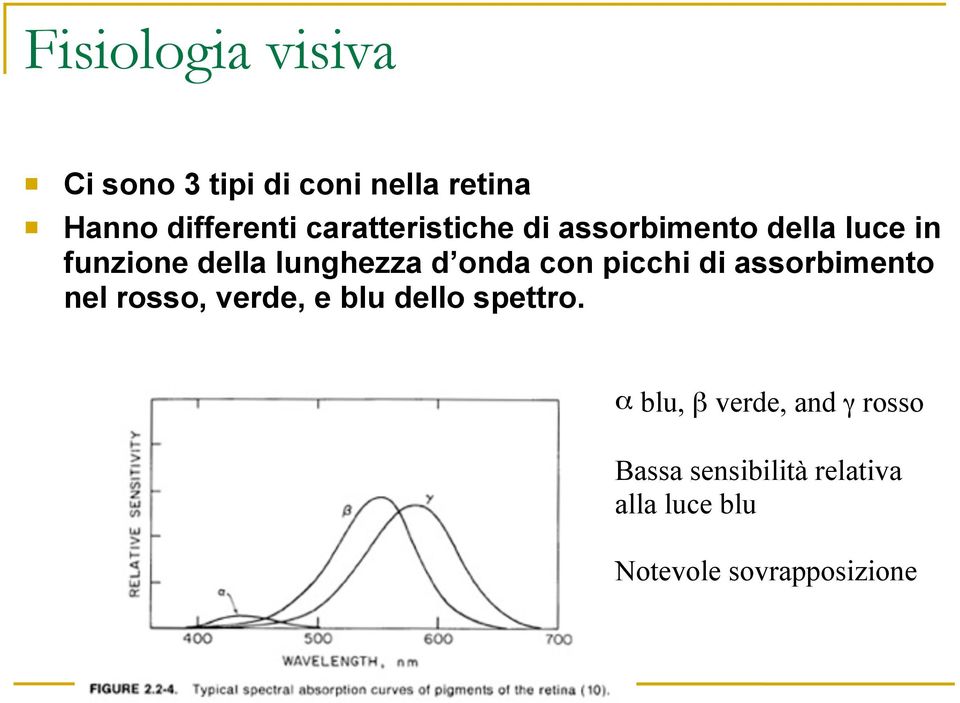 onda con picchi di assorbimento nel rosso, verde, e blu dello spettro.