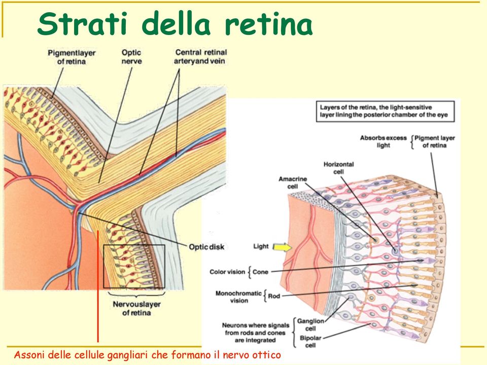 cellule gangliari