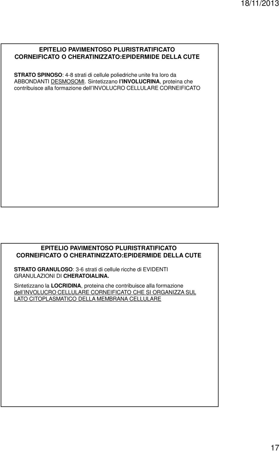 Sintetizzano l INVOLUCRINA, proteina che contribuisce alla formazione dell INVOLUCRO CELLULARE CORNEIFICATO EPITELIO PAVIMENTOSO PLURISTRATIFICATO CORNEIFICATO O