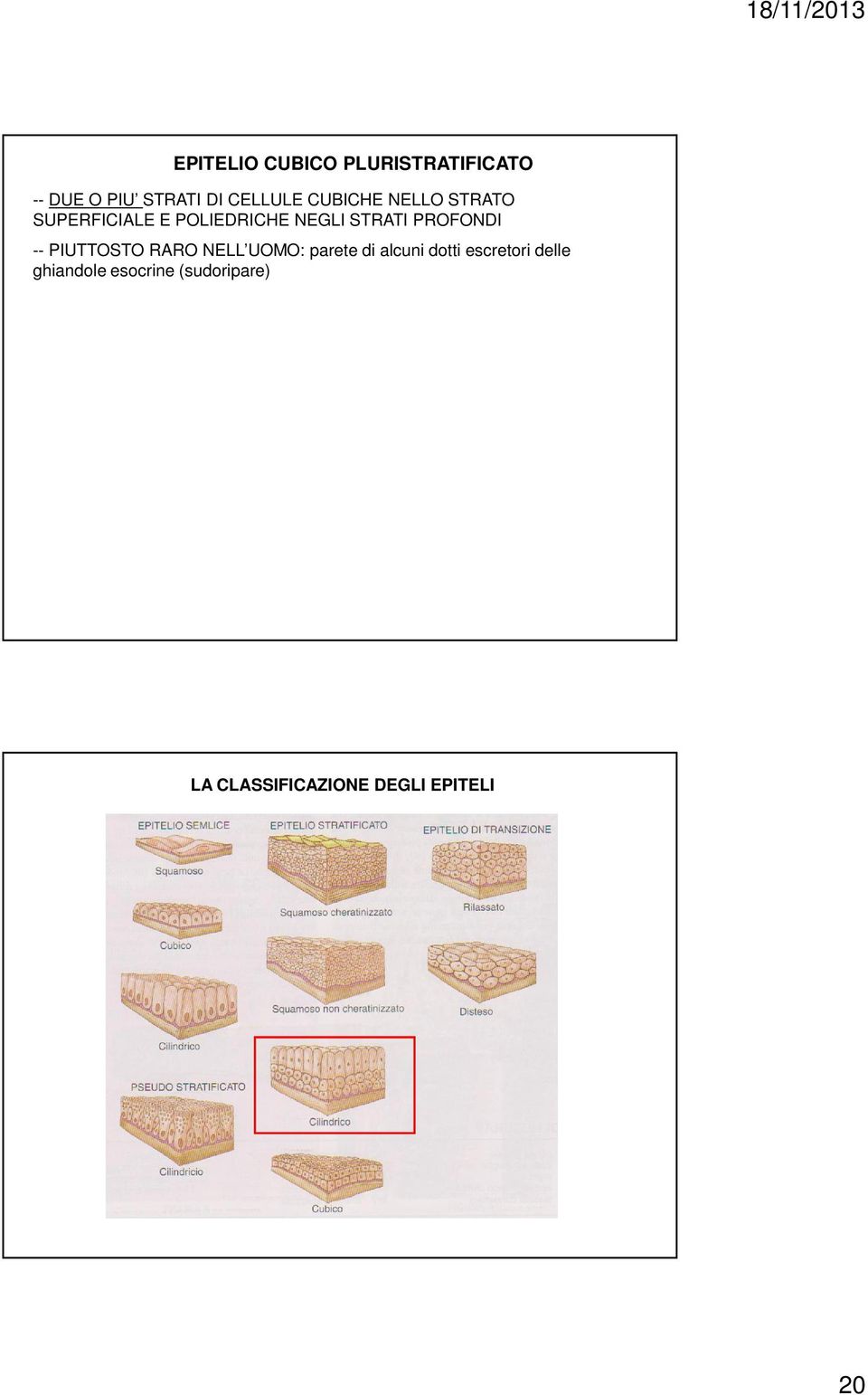 PROFONDI -- PIUTTOSTO RARO NELL UOMO: parete di alcuni dotti