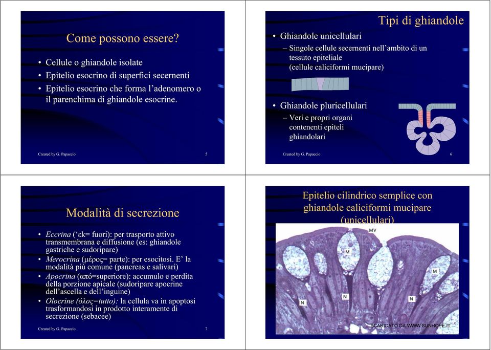 tiepiteli ghiandolari Created by G. Papaccio 5 Created by G.