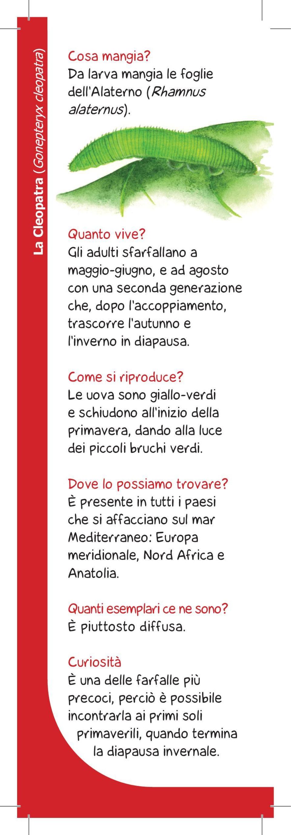 Le uova sono giallo-verdi e schiudono all'inizio della primavera, dando alla luce dei piccoli bruchi verdi. Dove lo possiamo trovare?