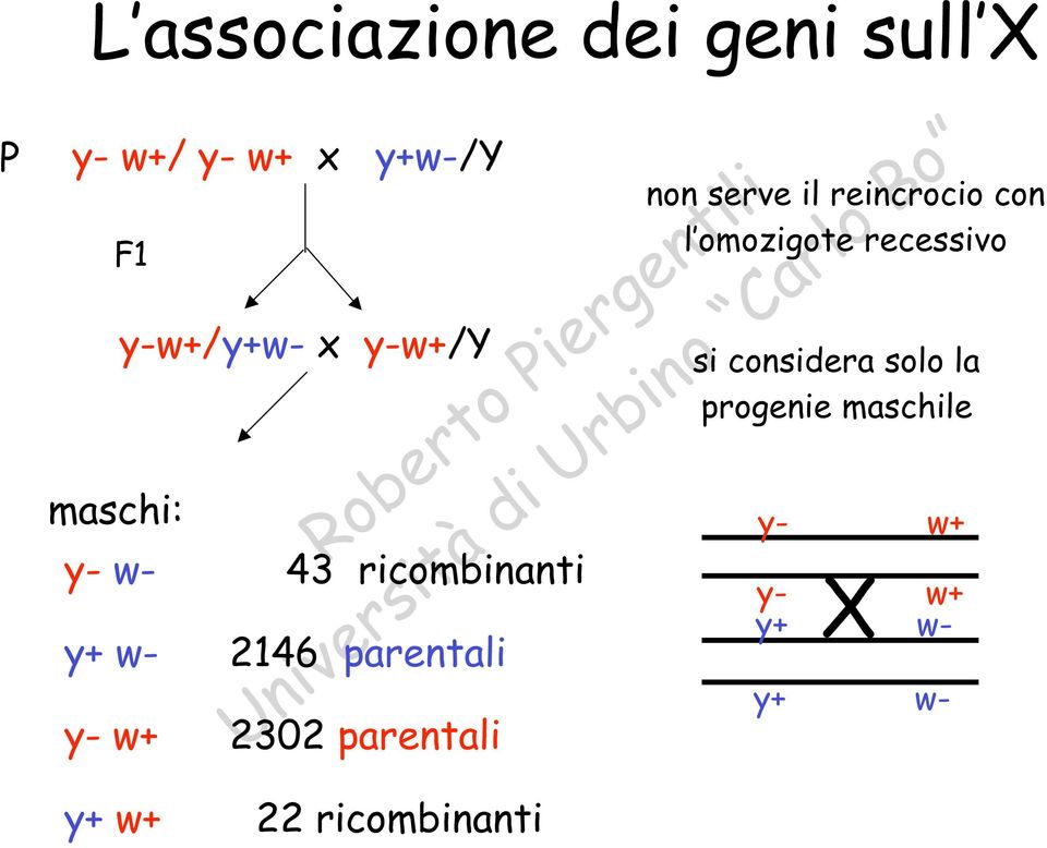 reincrocio con l omozigote recessivo y- w+ 2302 parentali si considera