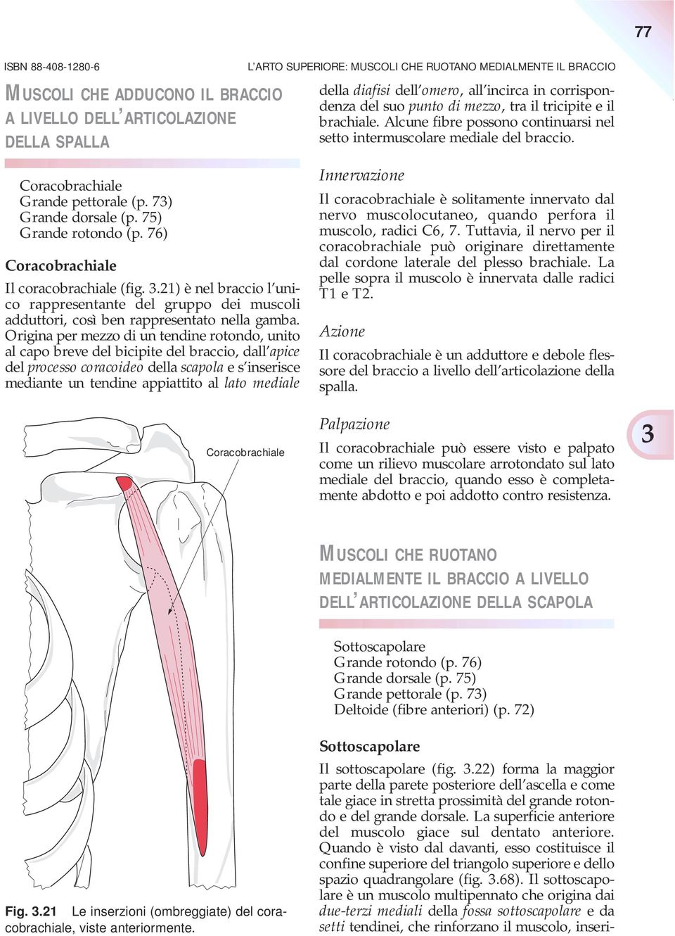 73) Grande dorsale (p. 75) Grande rotondo (p. 76) Coracobrachiale Il coracobrachiale (fig. 3.