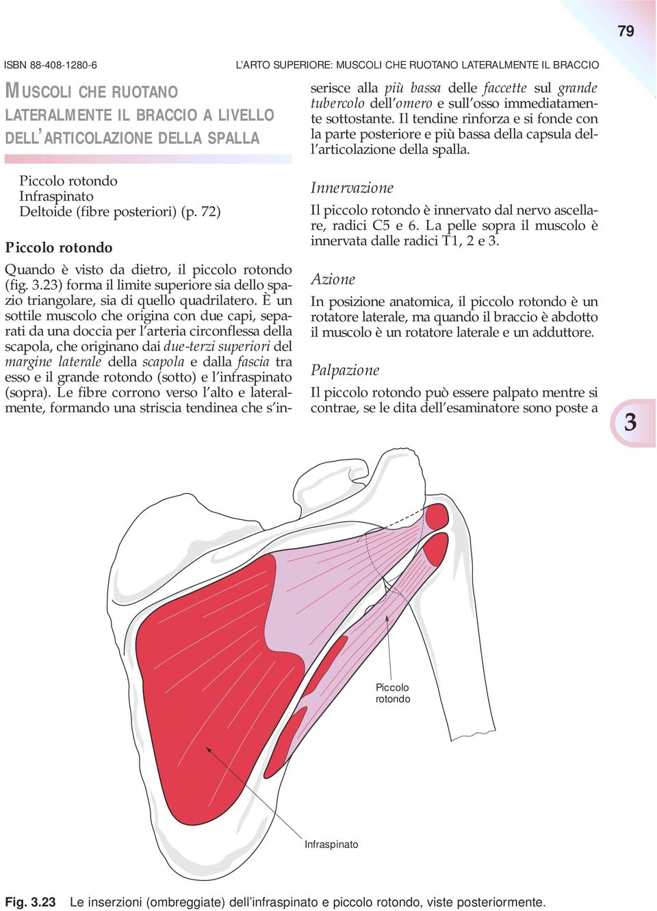 È un sottile muscolo che origina con due capi, separati da una doccia per l arteria circonflessa della scapola, che originano dai due-terzi superiori del margine laterale della scapola e dalla fascia