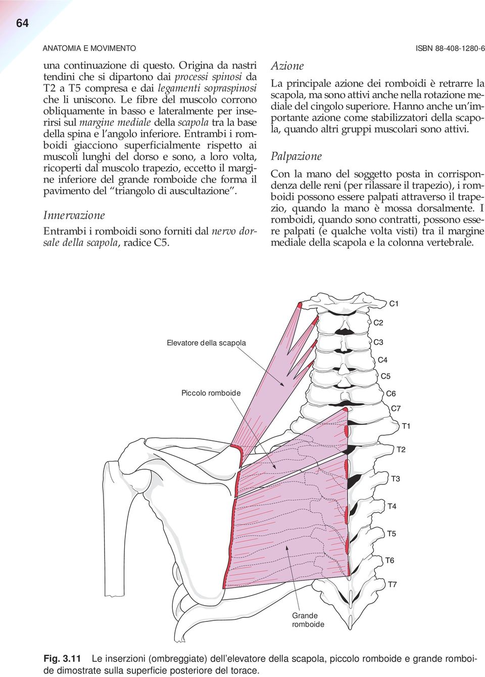 Le fibre del muscolo corrono obliquamente in basso e lateralmente per inserirsi sul margine mediale della scapola tra la base della spina e l angolo inferiore.