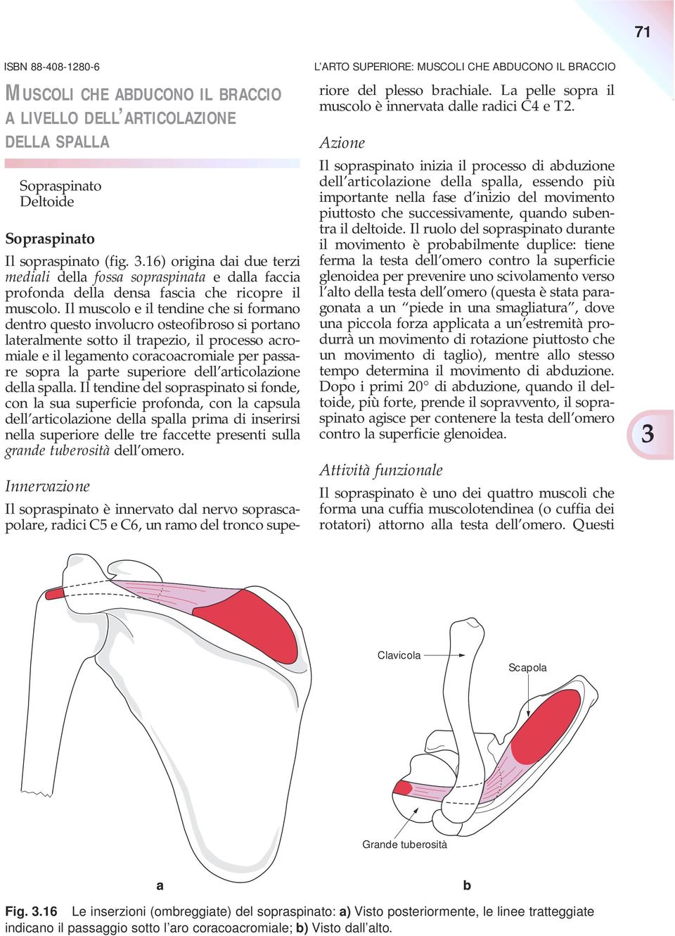 Il muscolo e il tendine che si formano dentro questo involucro osteofibroso si portano lateralmente sotto il trapezio, il processo acromiale e il legamento coracoacromiale per passare sopra la parte