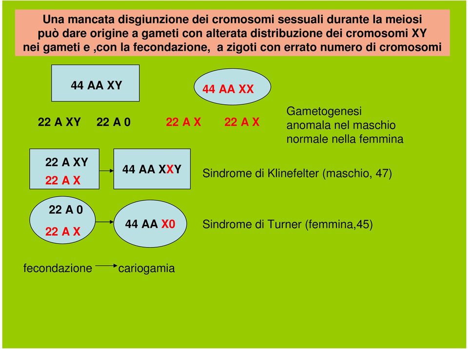 AA 44 AA 22 A 22 A 0 22 A 22 A Gametogenesi anomala nel maschio normale nella femmina 22 A 22 A 22 A 0 22