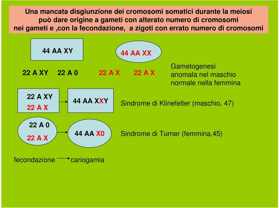AA 22 A 22 A 0 22 A 22 A Gametogenesi anomala nel maschio normale nella femmina 22 A 22 A 22 A 0 22 A 44