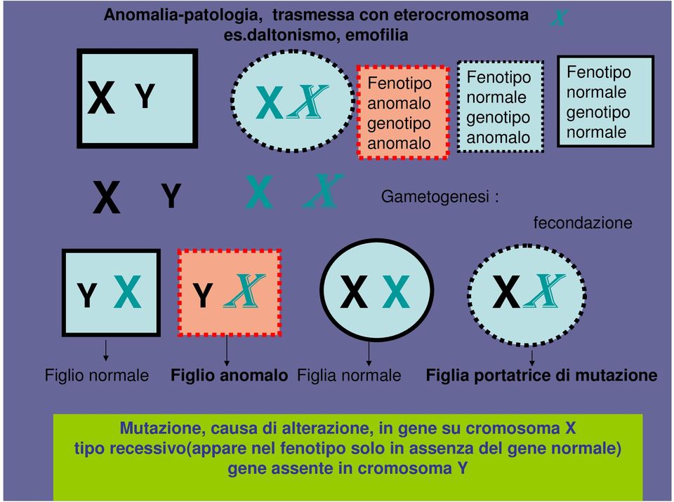 genotipo normale Gametogenesi : fecondazione Figlio normale Figlio anomalo Figlia normale Figlia