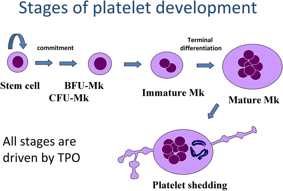 Stem cell BFU-Mk CFU-Mk Immature Mk