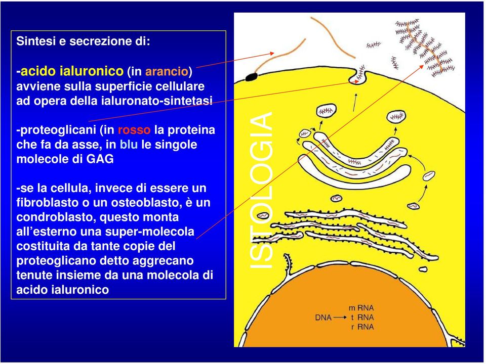 la cellula, invece di essere un fibroblasto o un osteoblasto, è un condroblasto, questo monta all esterno una