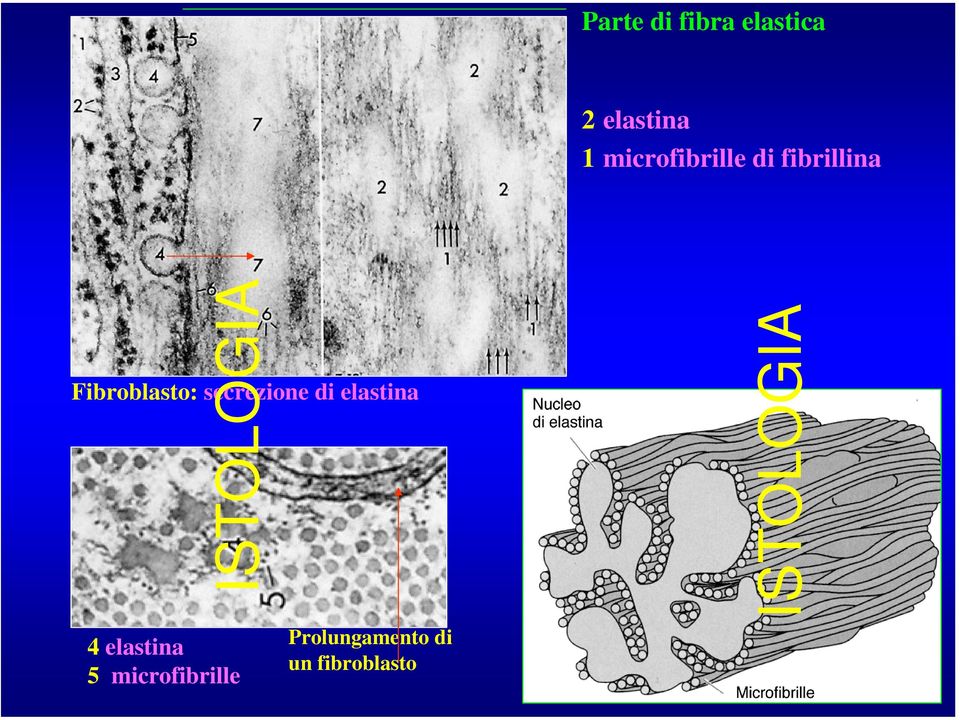 Fibroblasto: secrezione di elastina 4