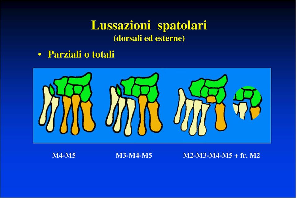 (dorsali ed esterne)