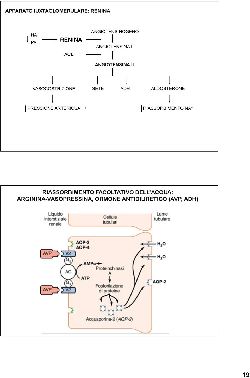 ADH ALDOSTERONE PRESSIONE ARTERIOSA RIASSORBIMENTO NA +