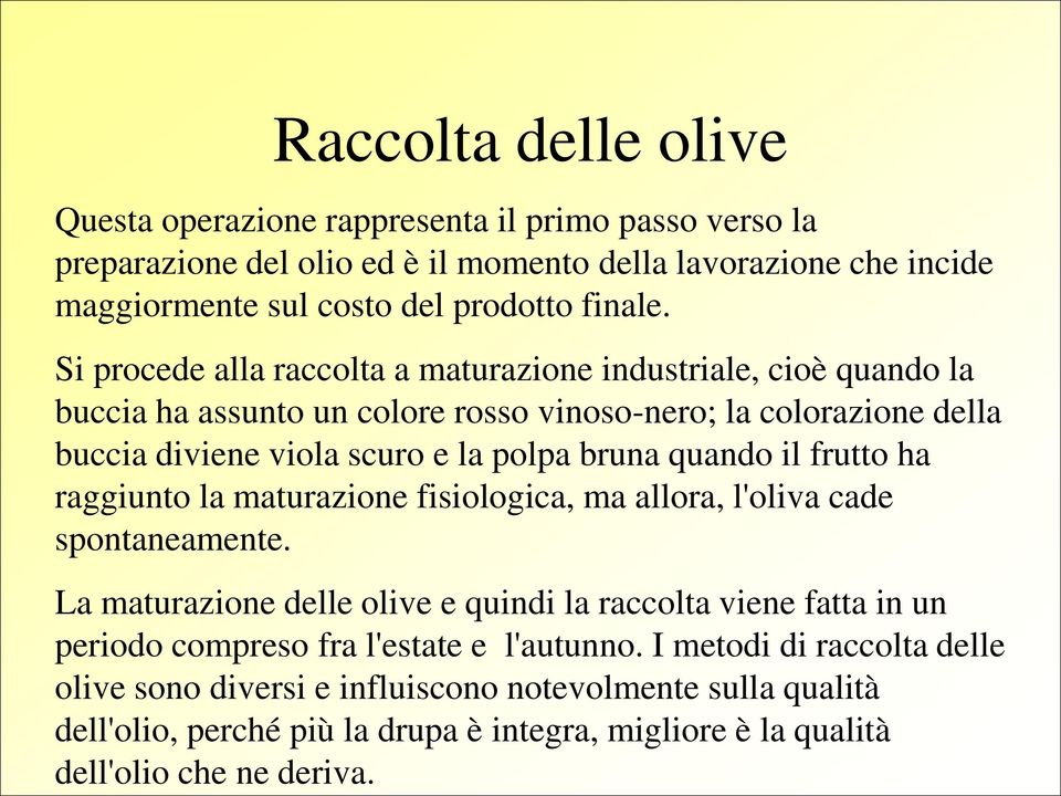 Raccolta delle olive Questa operazione rappresenta il primo passo verso la preparazione del olio ed è il momento della lavorazione che incide maggiormente sul costo del prodotto finale.