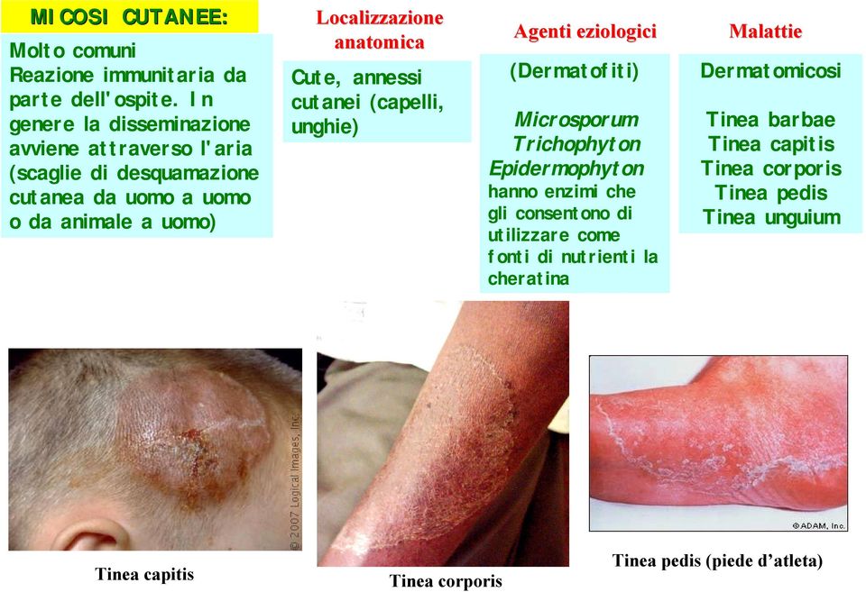 anatomica Cute, annessi cutanei (capelli, unghie) Agenti eziologici (Dermatofiti) Microsporum Trichophyton Epidermophyton hanno enzimi che