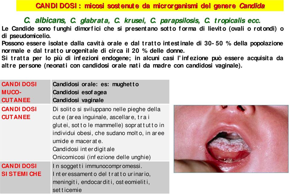 Possono essere isolate dalla cavità orale e dal tratto intestinale di 30-50 % della popolazione normale e dal tratto urogenitale di circa il 20 % delle donne.