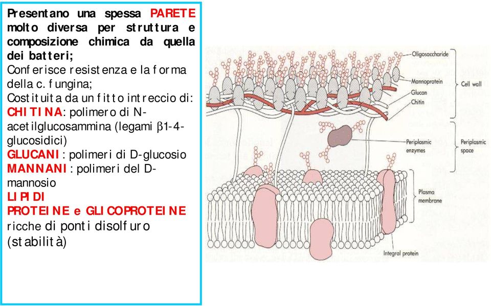 fungina; Costituita da un fitto intreccio di: CHITINA: polimero di N- acetilglucosammina (legami