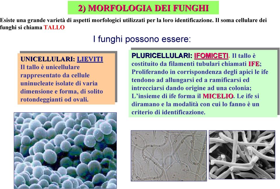 varia varia dimensione e e forma, forma, di di solito solito rotondeggianti od od ovali. ovali. PLURICELLULARI: IFOMICETI.