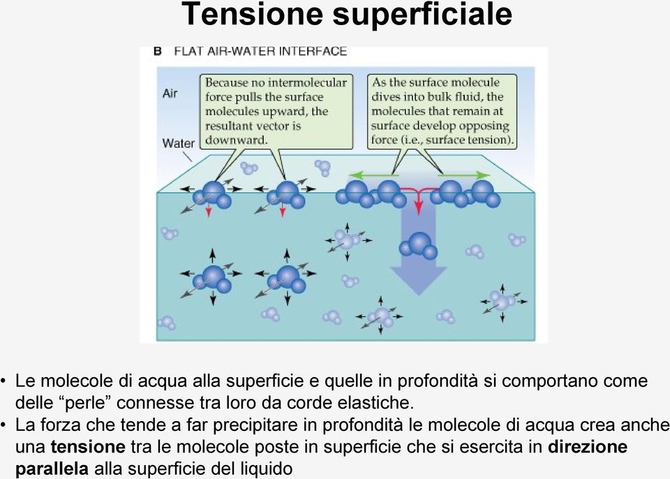 La forza che tende a far precipitare in profondità le molecole di acqua crea anche una