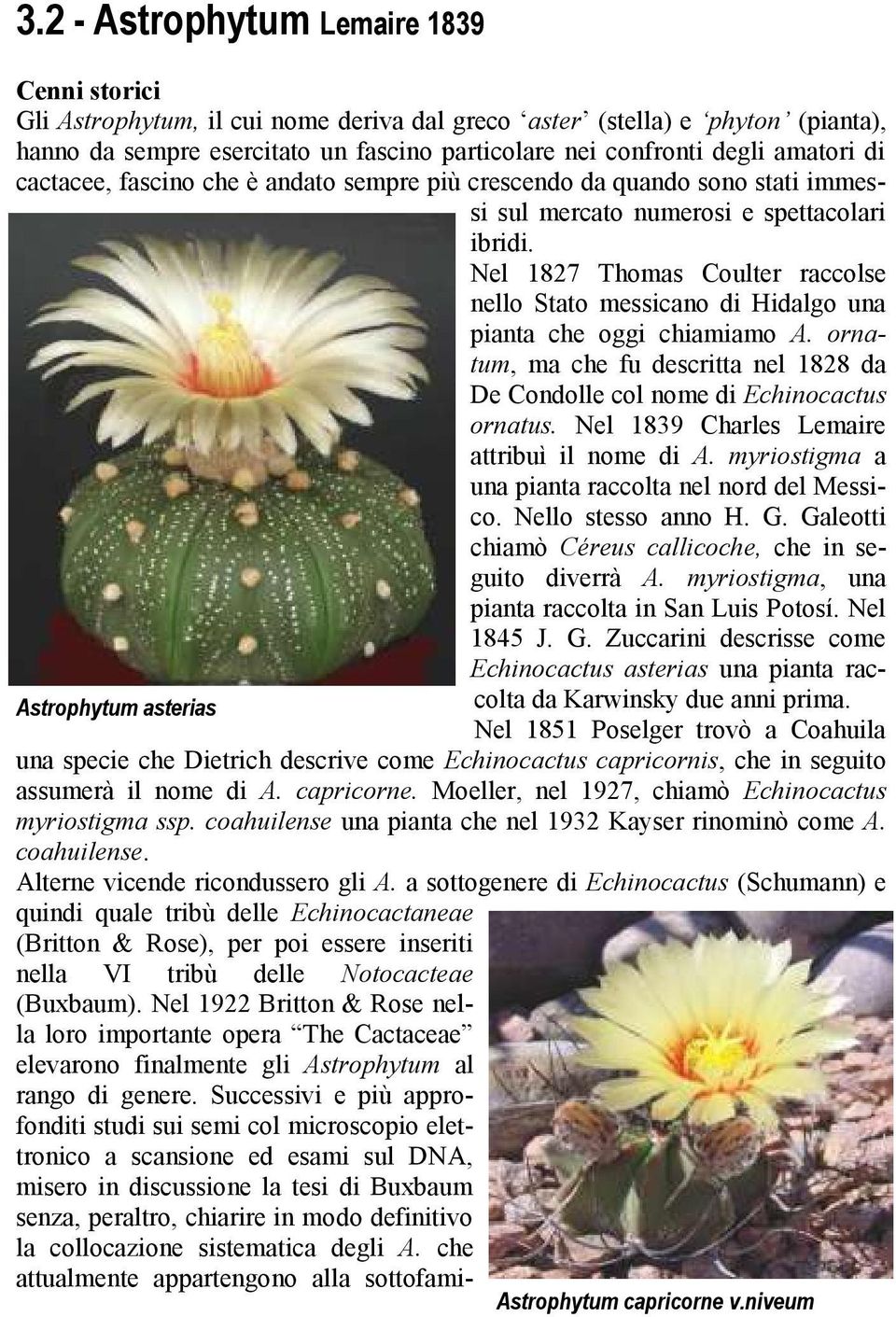 Nel 1827 Thomas Coulter raccolse nello Stato messicano di Hidalgo una pianta che oggi chiamiamo A. ornatum, ma che fu descritta nel 1828 da De Condolle col nome di Echinocactus ornatus.