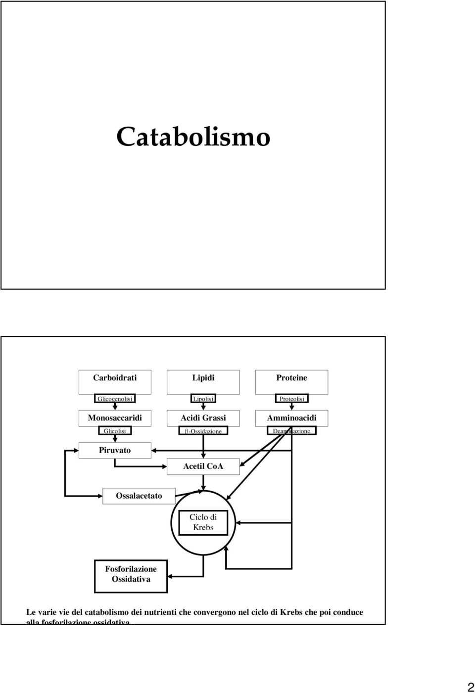 Ossalacetato Ciclo di Krebs Fosforilazione Ossidativa Le varie vie del catabolismo dei