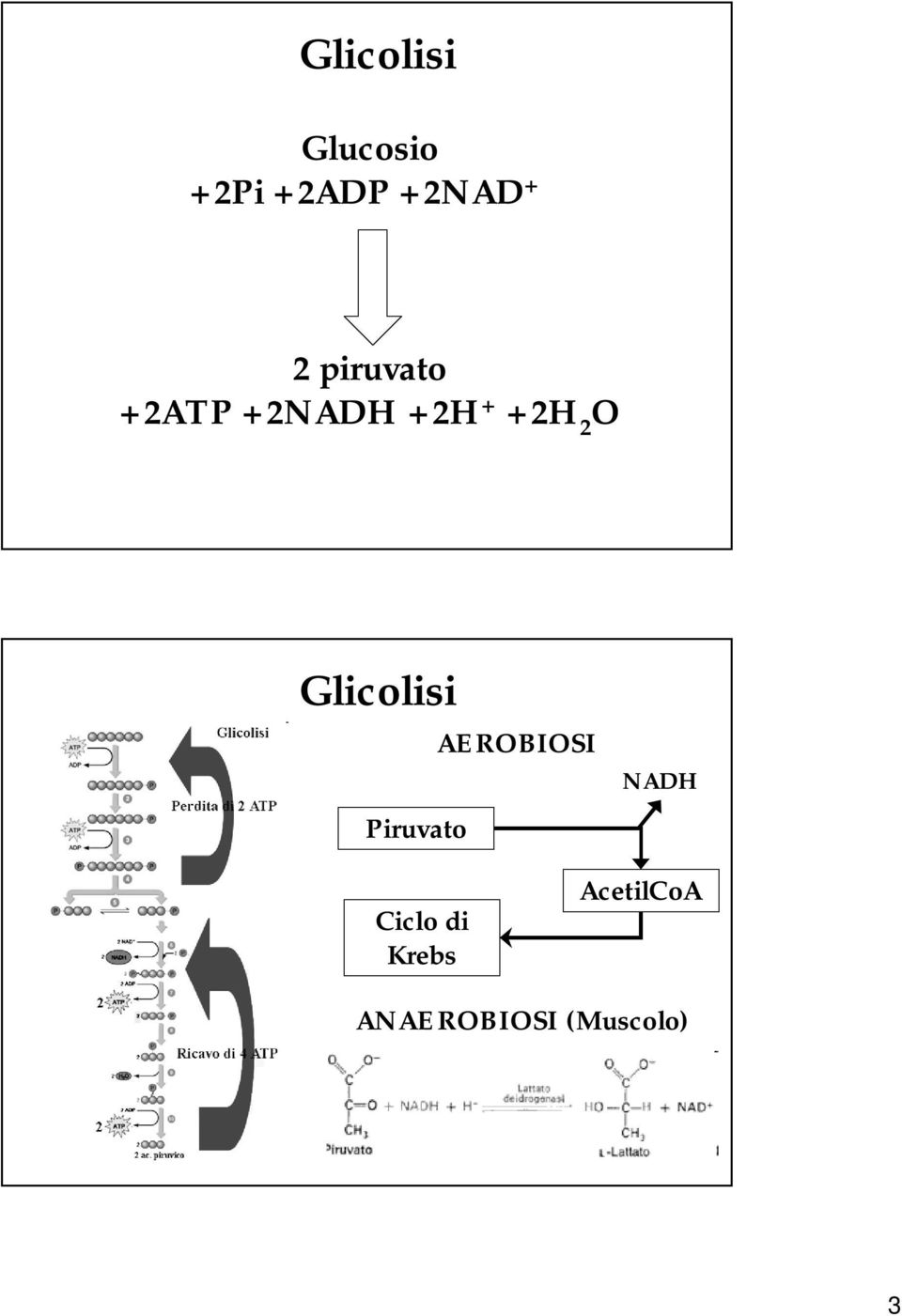 Glicolisi Piruvato AEROBIOSI NADH Ciclo