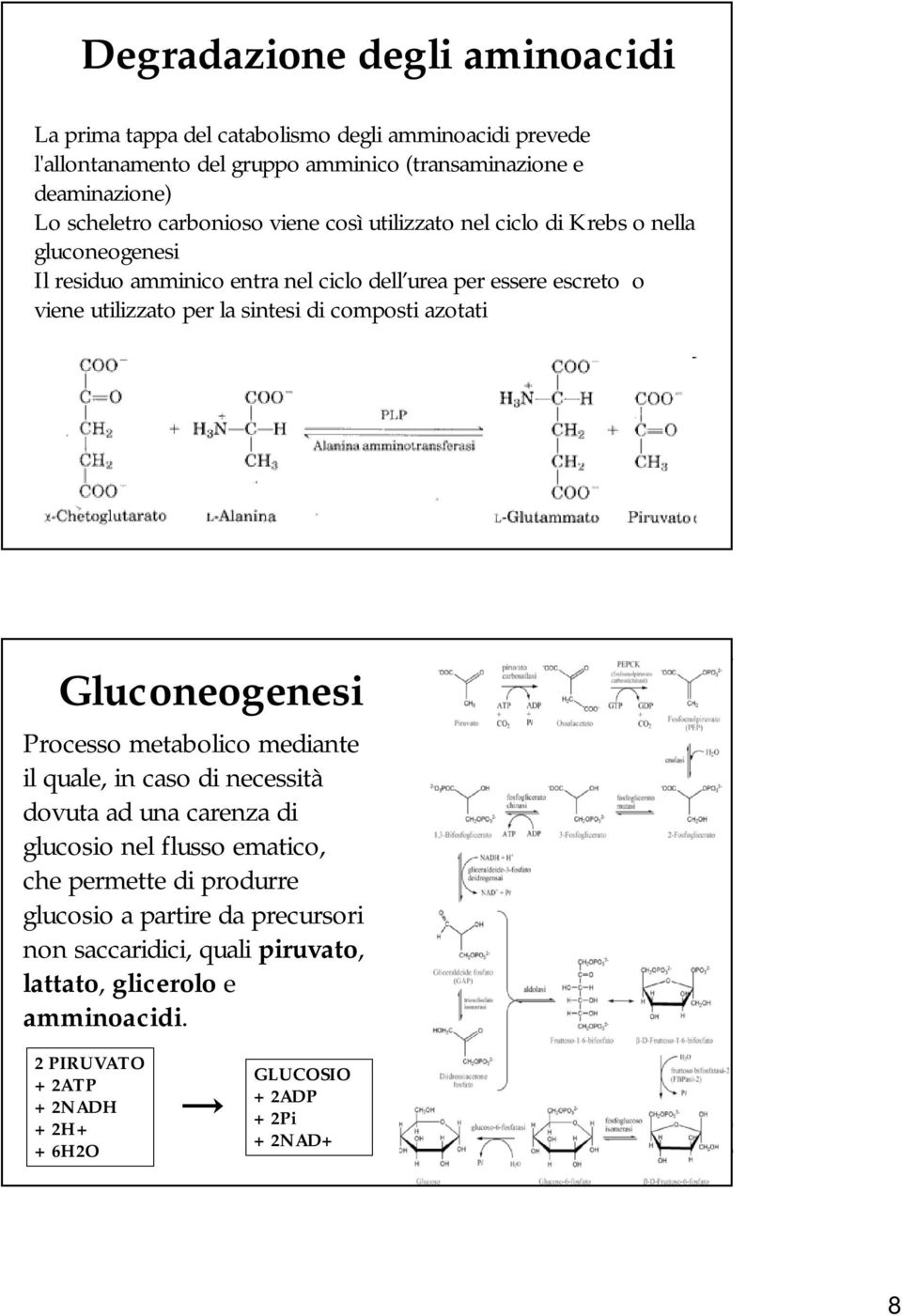sintesi di composti azotati Gluconeogenesi Processo metabolico mediante il quale, in caso di necessità dovuta ad una carenza di glucosio nel flusso ematico, che permette