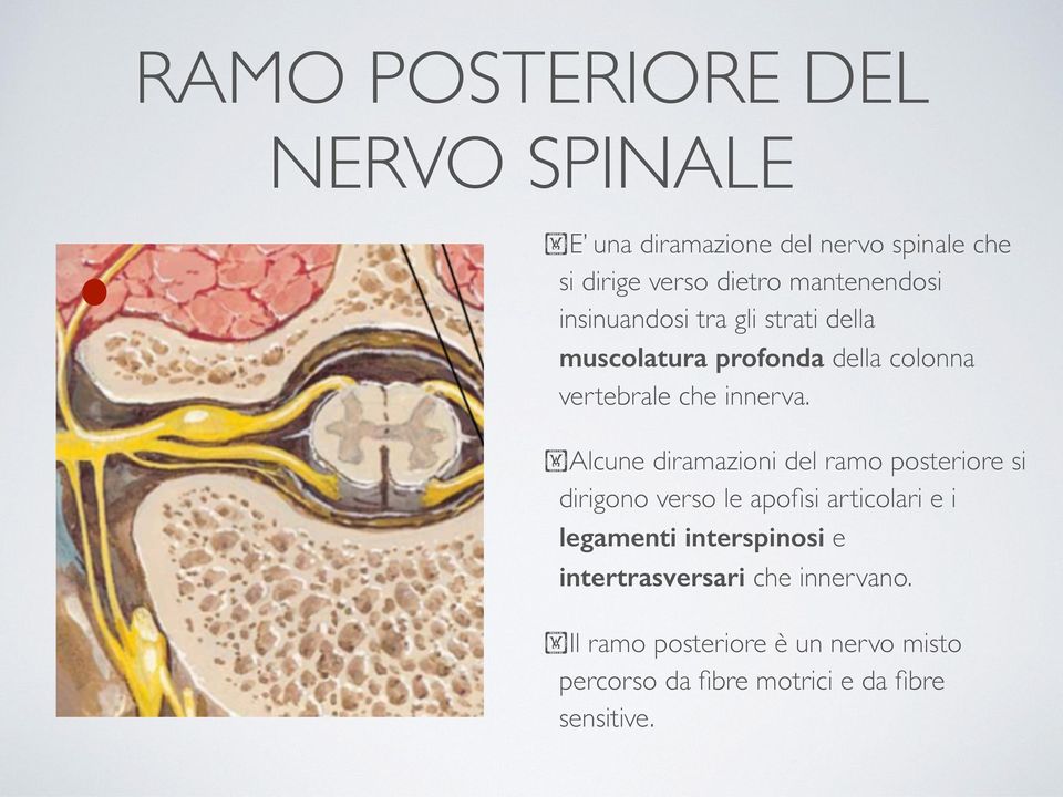 Alcune diramazioni del ramo posteriore si dirigono verso le apofisi articolari e i legamenti interspinosi