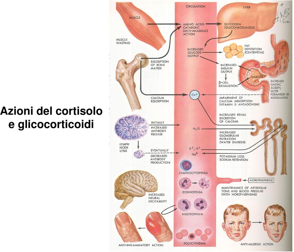 cortisolo