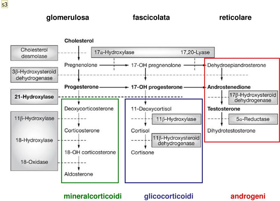 reticolare