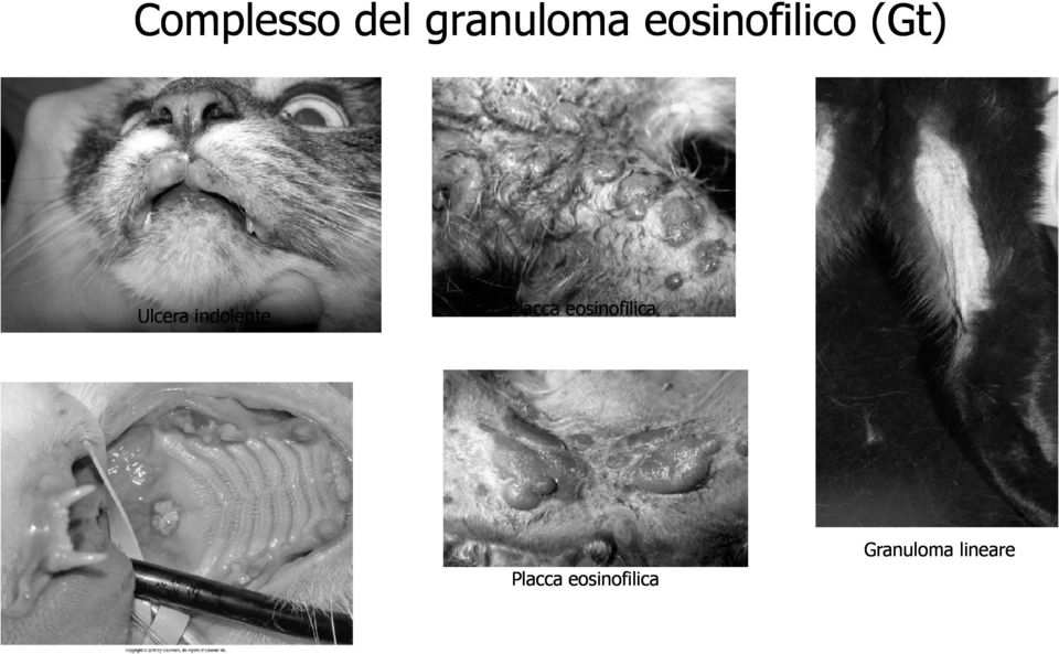 indolente Placca eosinofilica