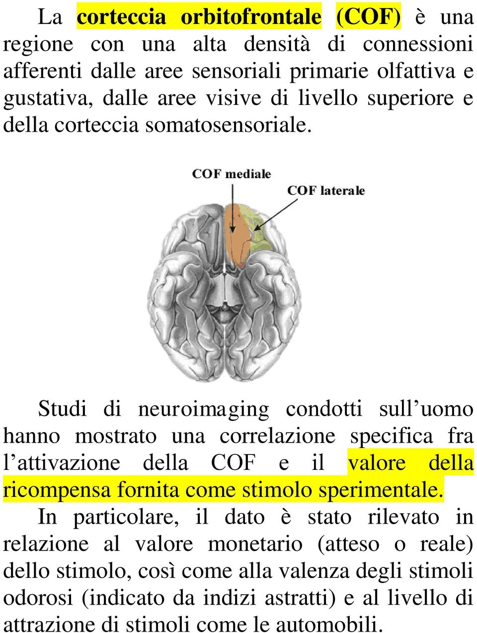 Studi di neuroimaging condotti sull uomo hanno mostrato una correlazione specifica fra l attivazione della COF e il valore della ricompensa fornita come