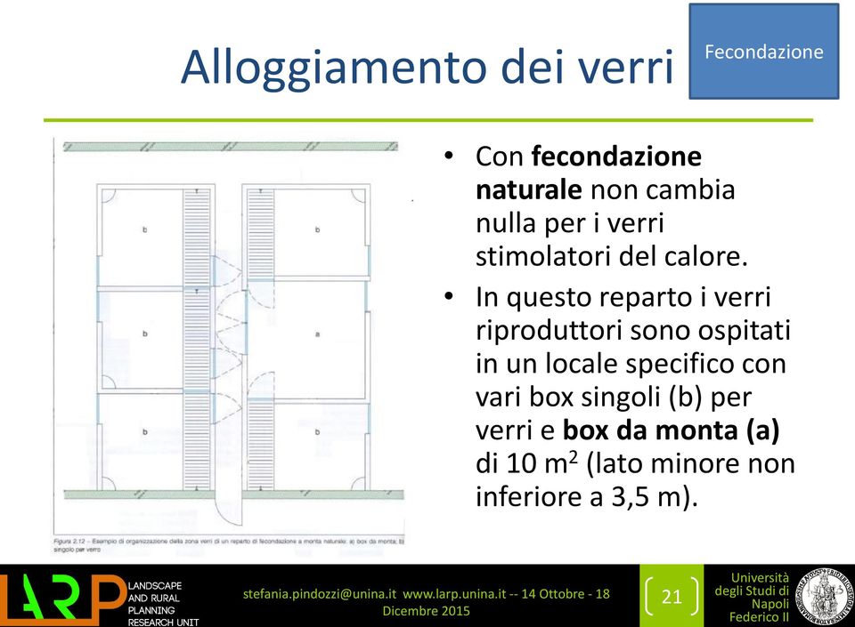 In questo reparto i verri riproduttori sono ospitati in un locale