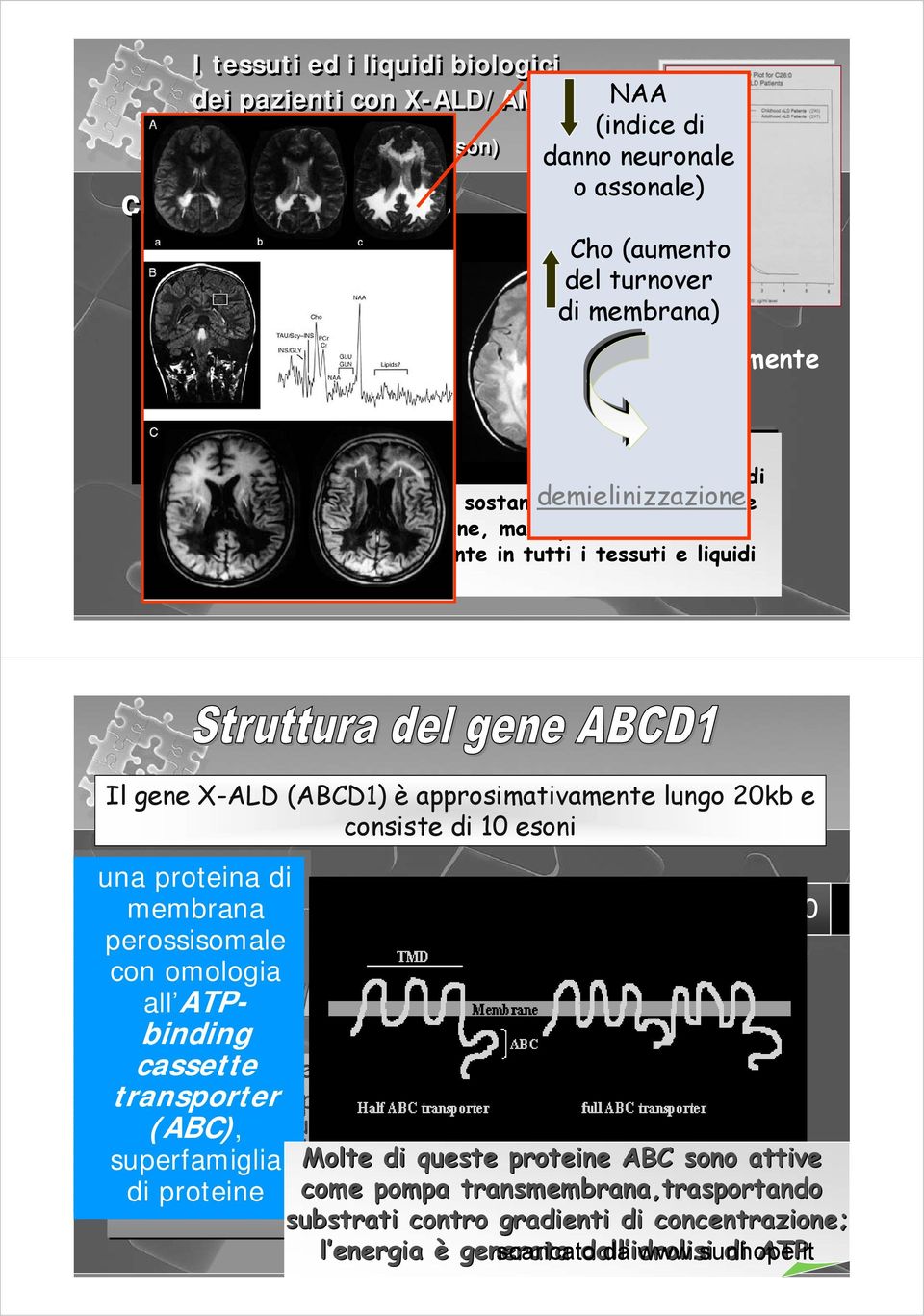 Questo eccesso è particolarmente evidente negli esteri del colesterolo e nelle frazioni di gangliosidi della sostanza demielinizzazione bianca cerebrale e nel corticosurrene, ma è presente in vario