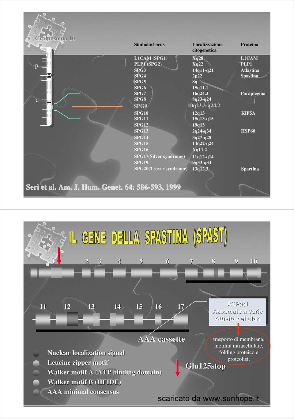 SPG7(Silver syndrome) q-q4 SPG9 9q33-q34 SPG0(Troyer syndrome) 3q.3 Spartina Seri et al. Am.. J. Hum. Genet.