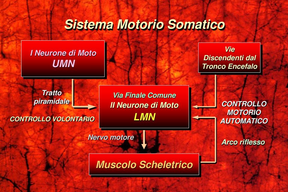 VOLONTARIO Via Finale Comune II Neurone di Moto LMN