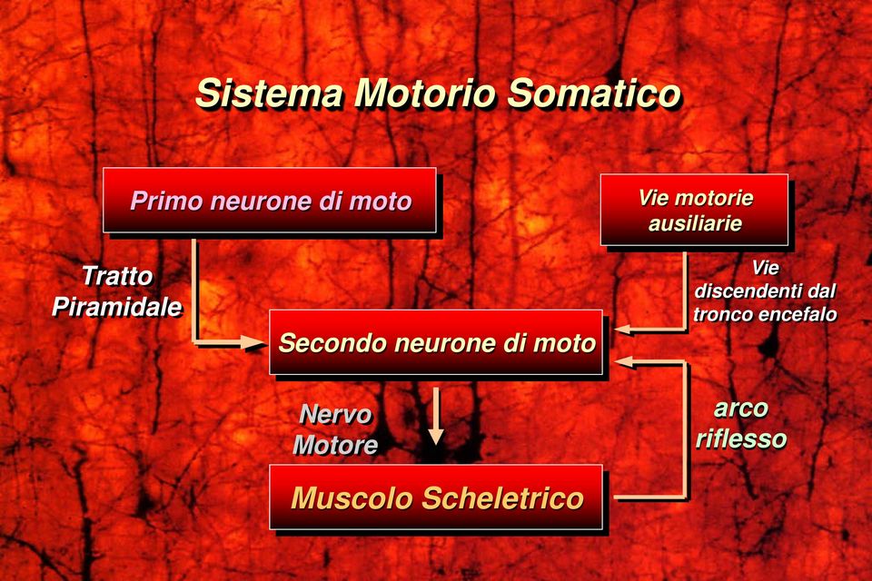 neurone di moto Nervo Motore Muscolo Scheletrico