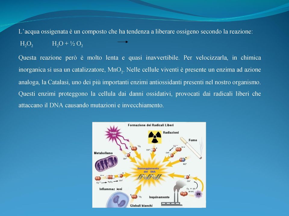 Nelle cellule viventi è presente un enzima ad azione analoga, la Catalasi, uno dei più importanti enzimi antiossidanti presenti nel