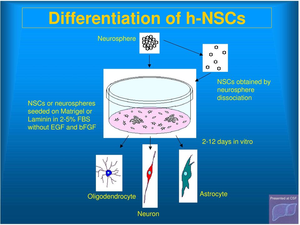 FBS without EGF and bfgf NSCs obtained by neurosphere
