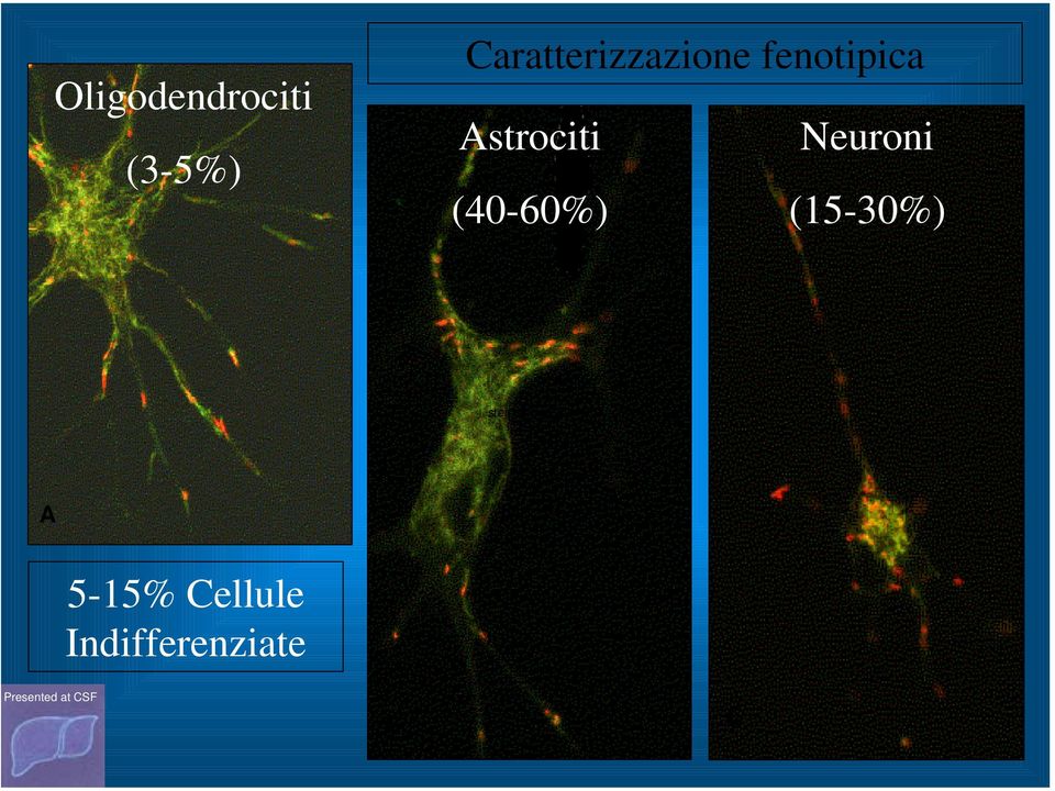 Astrociti Neuroni (40-60%)