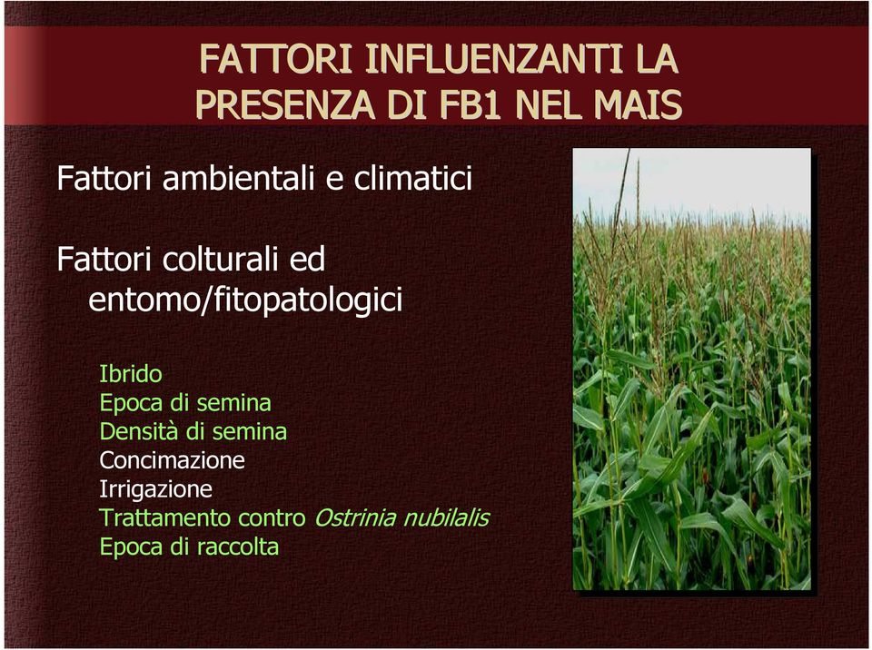 entomo/fitopatologici Ibrido Epoca di semina Densità di