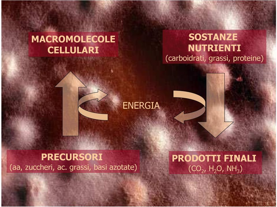 PRECURSORI (aa, zuccheri, ac.