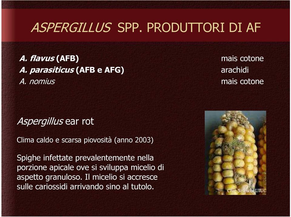 nomius mais cotone Aspergillus ear rot Clima caldo e scarsa piovosità (anno 2003)